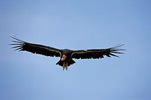 Tags: California Condor - Immature male in flight showing tags