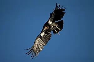 Tags: California Condor - Immature male in flight showing tags