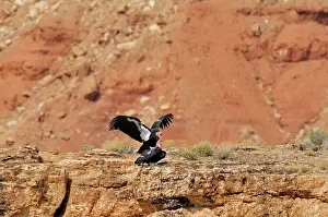 Gymnogyps: California Condor - mating