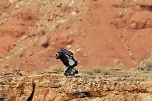 Gymnogyps: California Condor - mating