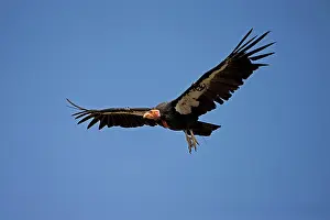 Tags: California Condor - Mature bird in flight showing tags