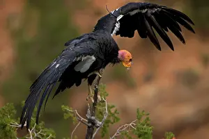 California Condor - Mature showing wing tag