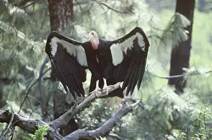 Condor: California Condor with outspread wings