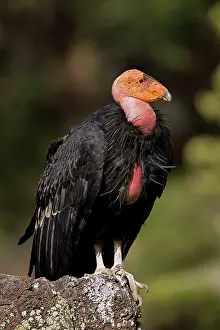 Gymnogyps: California Condor - On rock