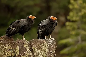 Gymnogyps: California Condor - On rock