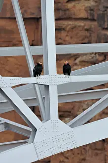 Gymnogyps: California Condor - sitting on Navajo Bridge across