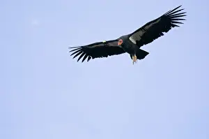Gymnogyps: California Condor - soaring on thermals