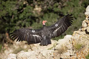 Tags: California Condor - Sunning itself on rock showing