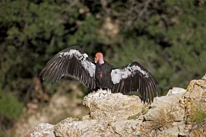 Tags: California Condor - Sunning itself on rock showing wing tags