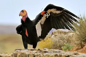 Tags: California Condor - with tags