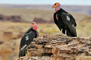 Tags: California Condor - with tags