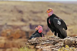 Tags: California Condor - with tags