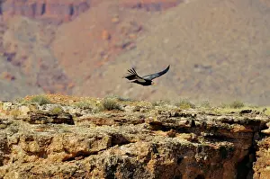 Tags: California Condor - with tags - in flight