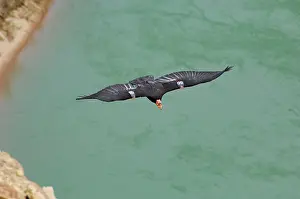 Tags: California Condor - with tags - in flight over
