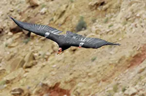 Tags: California Condor - with tags - in flight