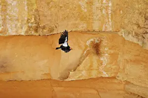 Tags: California Condor - with tags - in flight along canyon walls