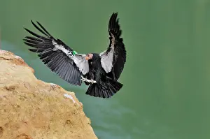 California Condor - with tags - in flight landing