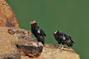 Tags: California Condors - with tags
