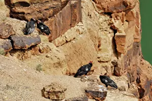Tags: California Condors - with tags - perched on rocks