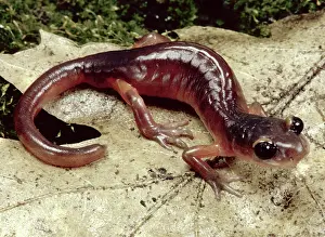 Radiation: California Ensatina Salamander
