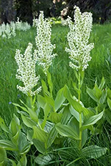 Californicum: California False Hellebore or California Corn Lily