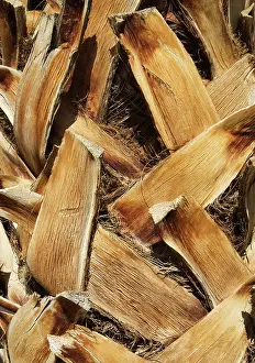 Photographed: California Fan Palm - bark detail with pruned palm