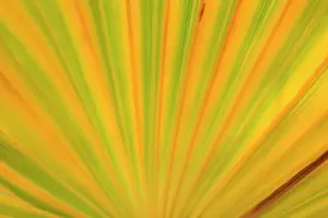 Fading: California Fan Palm - detailed pattern of a fading