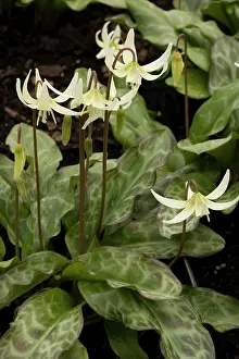 Erythronium: California fawn-lily