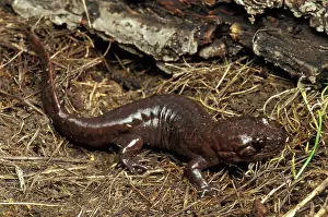Ambystomatidae: California Giant Salamander