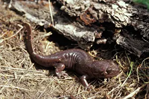 Ambystomatidae: California Giant Salamander
