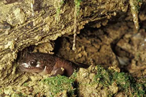 Ambystomatidae: California Giant Salamander