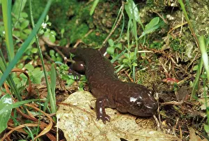Ambystomatidae: California Giant Salamander