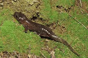 Ambystomatidae: California Giant Salamander