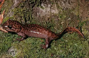 Caudata: California Giant Salamander
