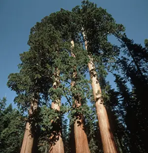 Nevada: California giant Sequoia