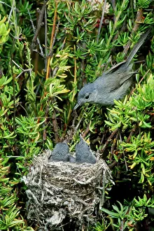 Gnatcatcher: California Gnatcatcher
