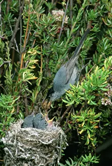 Californica: California Gnatcatcher Feeding Chicks