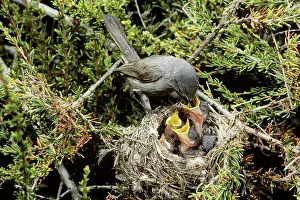 Californica: California Gnatcatcher feeding young at nest