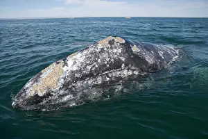 Eschrichtius: California gray whale - adult