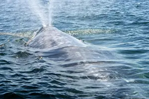 Spouting: California gray whale - adult