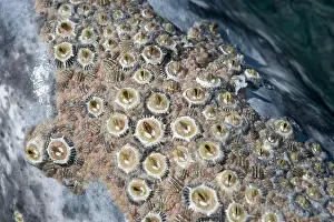 Eschrichtius: California gray whale - adult, colony of barnacles