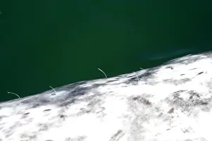 Widely: California Gray Whale - adult, photo taken from