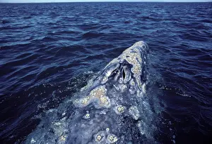 Barnacles: California Gray Whale - Close-up of the head, showing