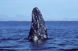 Hopping: California Gray Whale - Spy-hopping