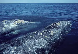 Barnacles: California Grey whale