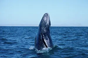 Hopping: California Grey whale - Calf, breaching