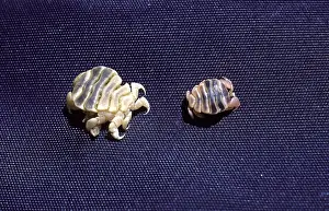 Lice: California Grey Whale - Close-up of Cyamids or