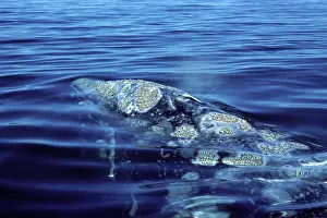 Patches: California Grey Whale - Close-up of head area