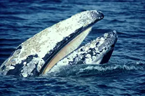 Plates: California Grey Whale - Close-up of head, showing