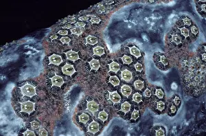 Lice: California Grey whale - Cluster of barnacles (Cryptolepas